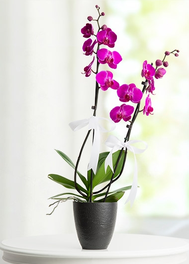 Bornova Cicekci Izmir Bayrakli Cicekci Bayrakli Cicek Siparisi Bayrakli Cicek Gonder Bayrakli Cicekci Bayrakli Cicekciler Bayrakli Cicek Yolla Bayrakli Cicekci Bayrakli Cicekci Si Ibayrakli Cicekci Yolla Bayrakli Cicekci Ara Bayrakli Cicekci Bul