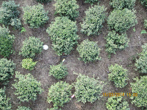 World famous tea-gardens of Darjeeling seen from Cable-car.