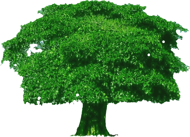 33+ Transparent Background Tree Png Images Images