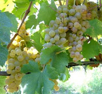 Greco grapes