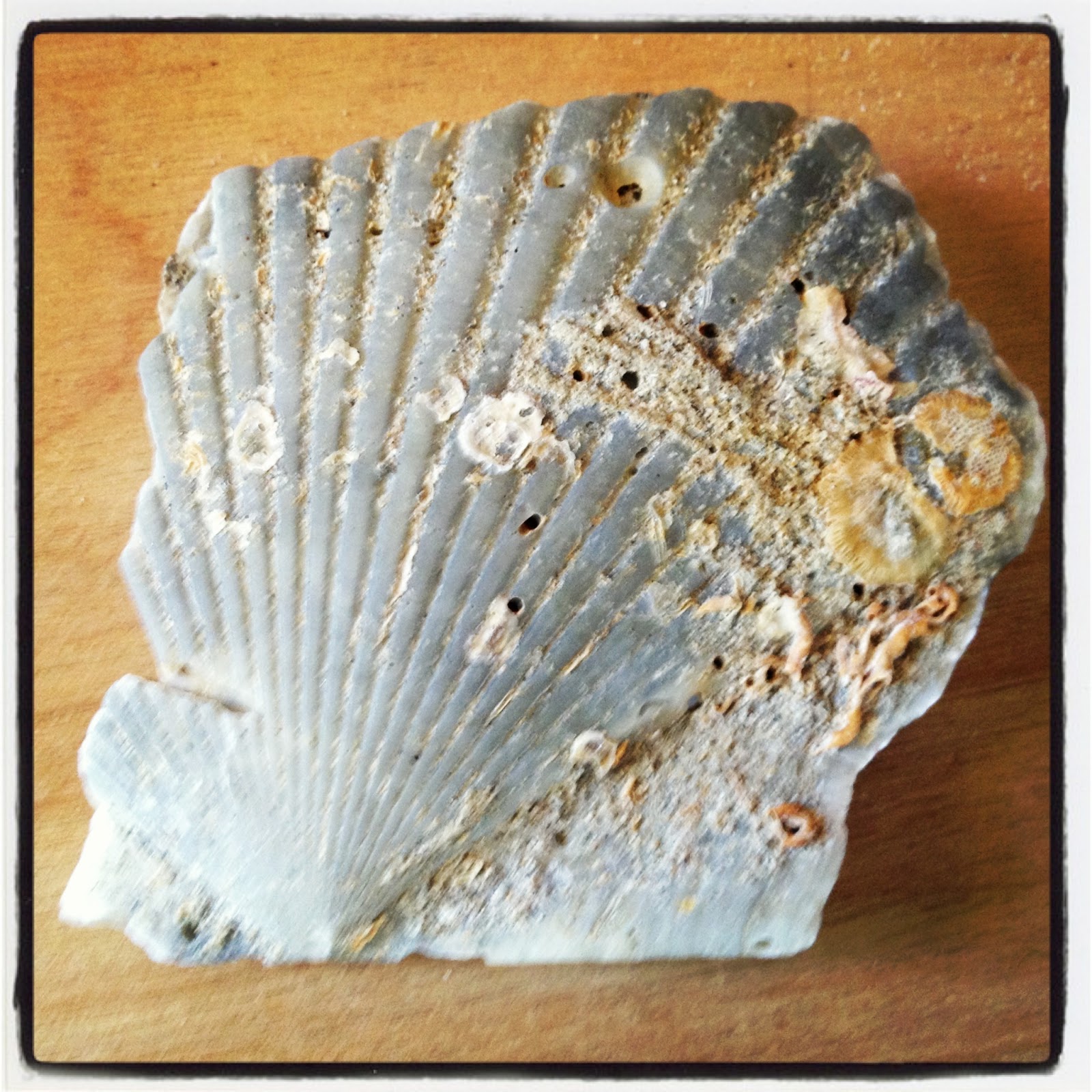 scallop fossil Fossil, Classical latin, Scallop