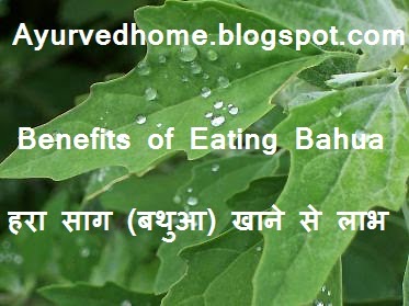 Lamb's Quarters and Its Use at Home  बथुआ एक पौष्टिक सब्जी है  Bathua a Healthy Vegetable Green Saag