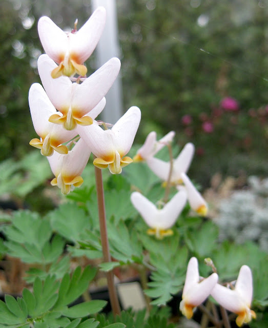 Roger Brook the no dig gardener Dicentra cucullaria, Dutchman’s breeches