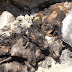(ΚΟΣΜΟΣ)Κύπρος:Εικόνες Φρίκης Απανθρακωμένα ζώα! Αποστεωμένα σκυλιά ζουν στα περιττώματα τους στο καταφύγιο του δήμου Λάρνακας (Φωτογραφίες)