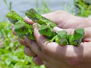 baby iguanas