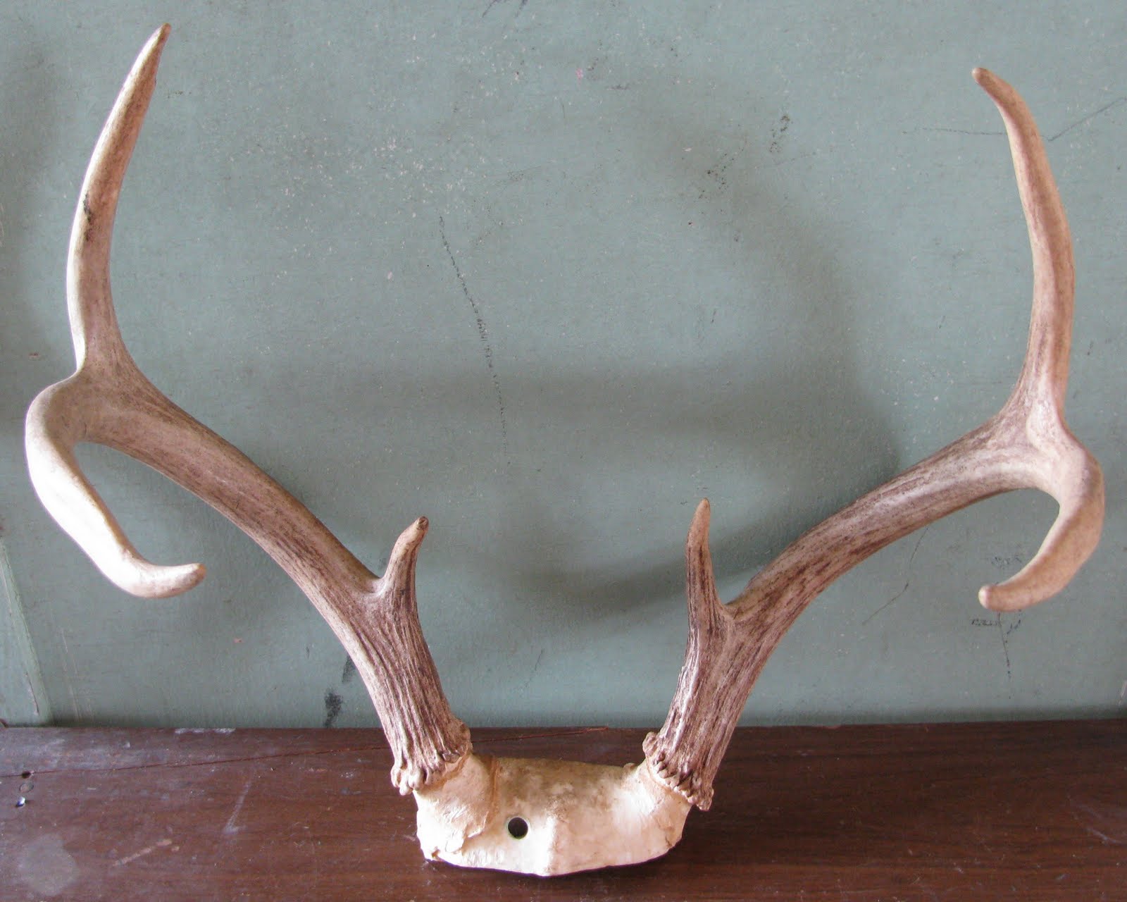 Estate Sale Services 409.750.3688 Roland Dressler Deer Antlers 6 point