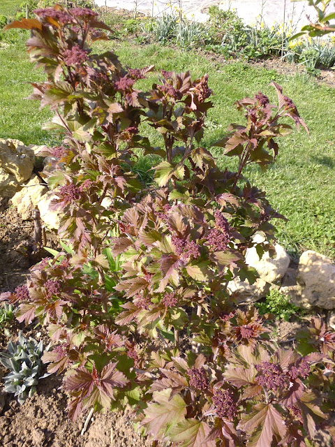 Kit Haie Laurier Tin Viburnum Tinus Haie En Kit 20 Jeunes