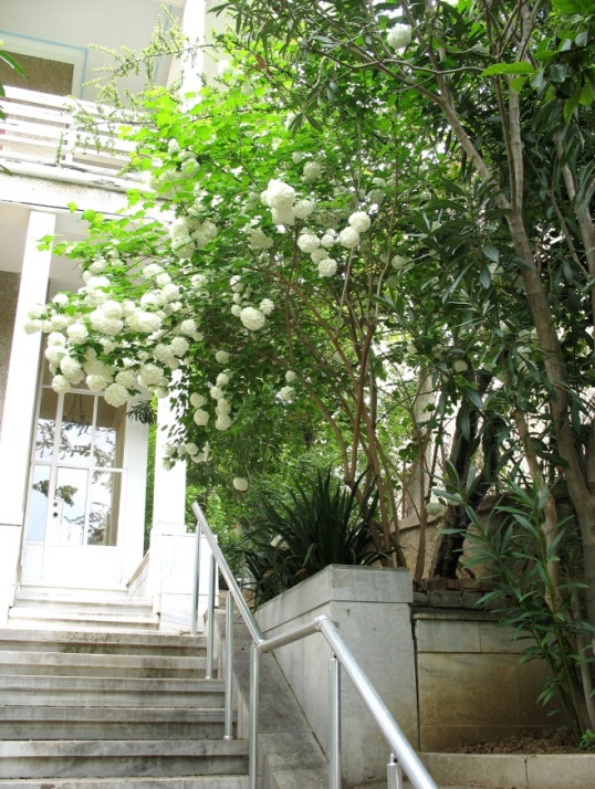 Imagenes Fotos De Stock Y Vectores Sobre Gueldar Rose Shutterstock