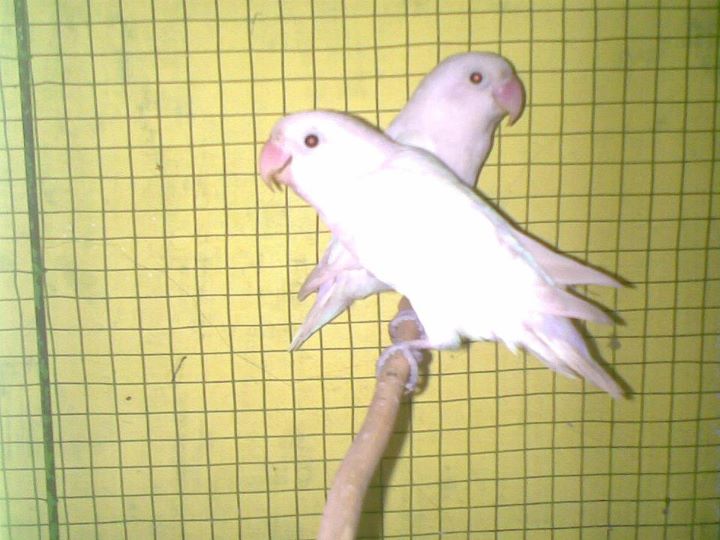 Lovebird Teather and Harness Love Bird Breeding