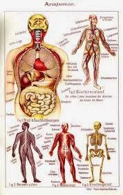 ANATOMIE