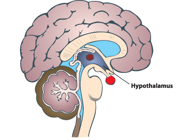 The Hypothalamus Gland is responsible for your weight control and body fat storage