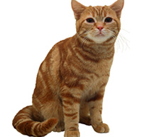 For A Cats Cat Breeds Cat American Short Hair
