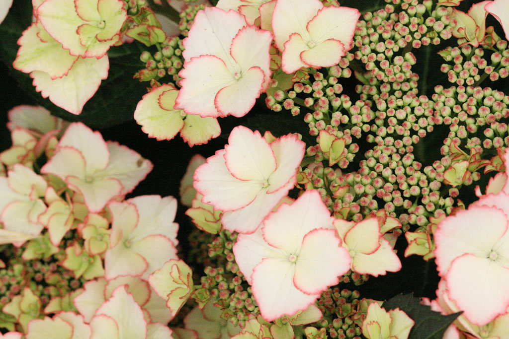 Grow Rhs Hampton Court Flower Show 2015 Part 2