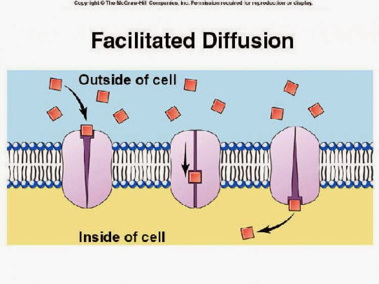 ชีววิทยา การแพร่ (diffusion)