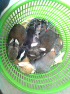 My Baby Rabbits