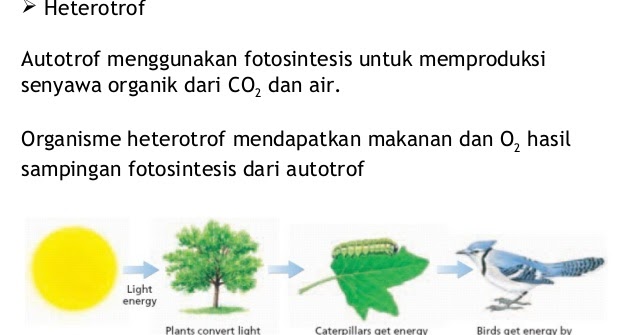 Apa yang dimaksud dengan makhluk hidup autotrof dan heterotrof