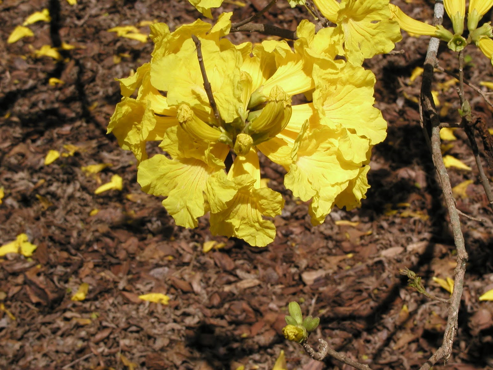 Gardening in Brevard Golden trumpet trees are in bloom