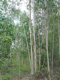 Eucalyptus Tree