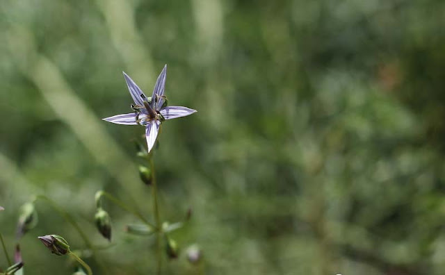 Marsh Felwort Flowers