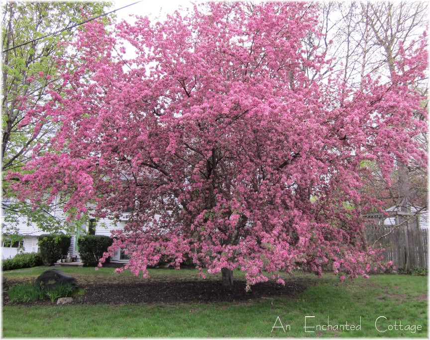 An Enchanted Cottage: A stroll around the yard...