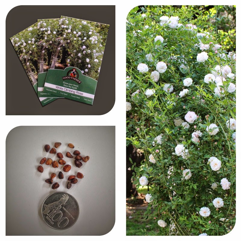 jual bibit benih bunga mawar rambat putih import white jual bibit benih bunga mawar rambat putih import white