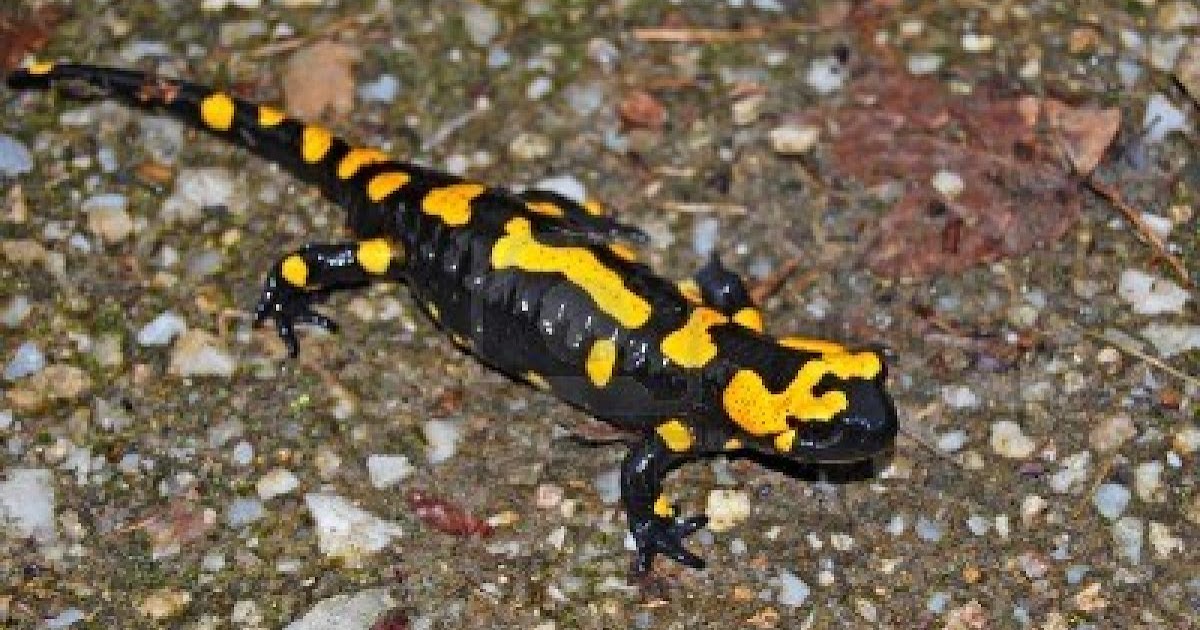 Der Salamander Salamander Online Shop