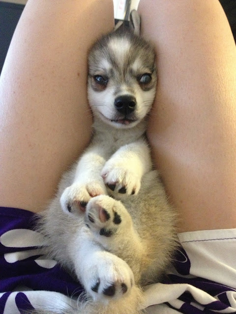 my little wolf canned dog food