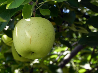 Apple hd images nature