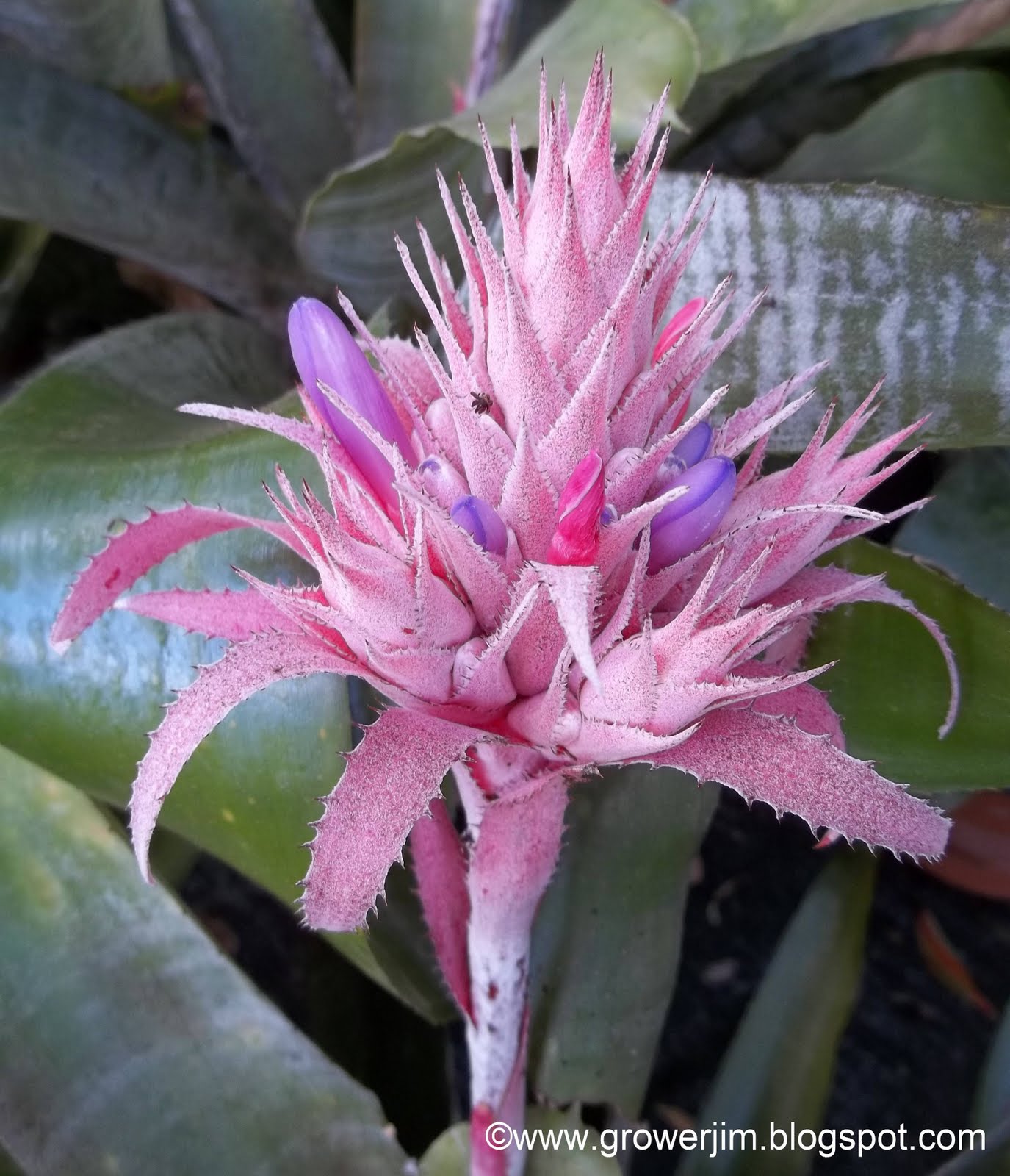 Garden Adventures Aechmea fasciata