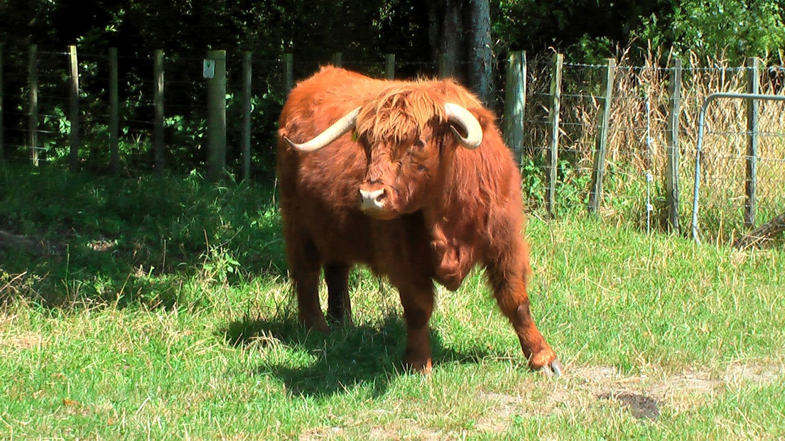 Highland Steer