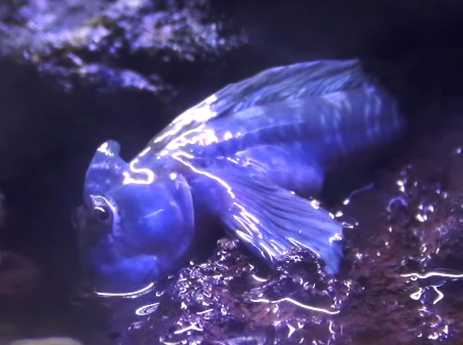 Aquarium Movies Japan Archive 生きている魚図鑑 タマカエルウオ Leaping Blenny Alticus Saliens