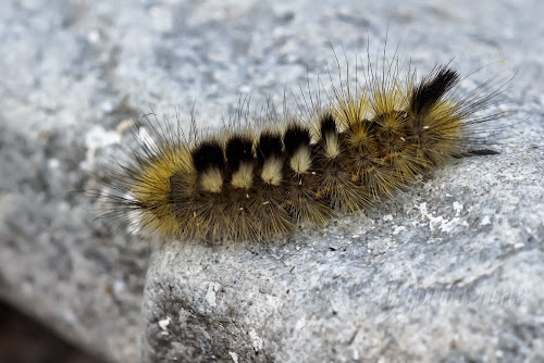 Bombyx porte-brosses