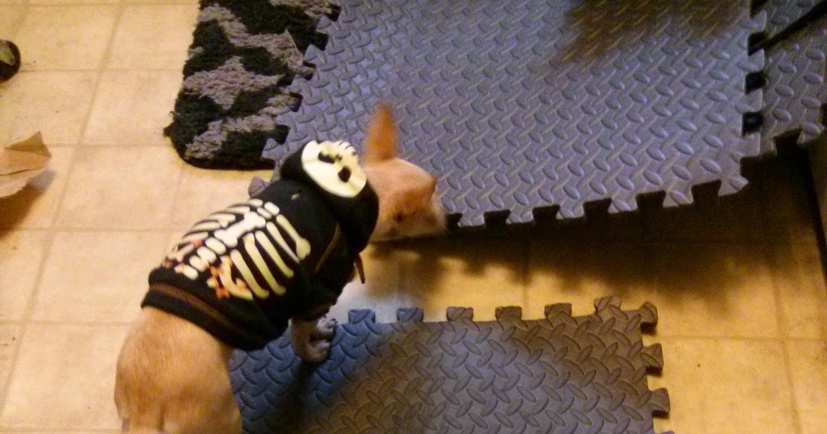 The Dog Geek Cheapass Dog Fun A Quieter Crate Tray Replacement