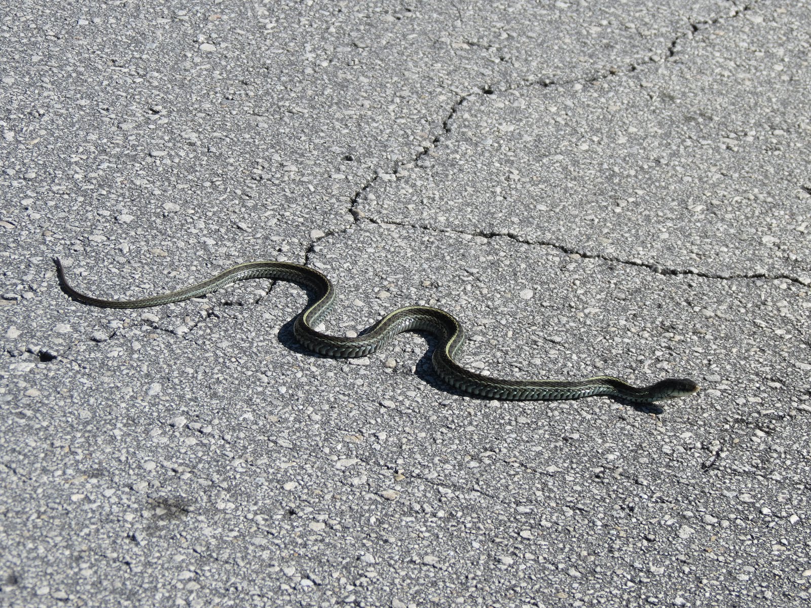 Journeys of The Key West Southernmost Walker