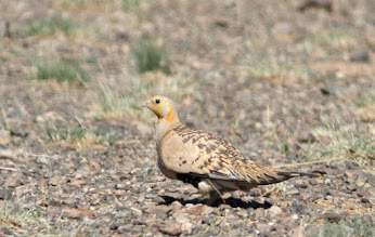 Pallas's Sandgrouse