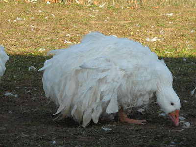 sebastopol curly geese goose savers breed breasted