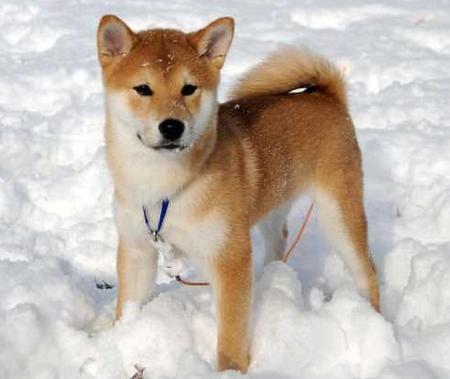 shibainu.jpg