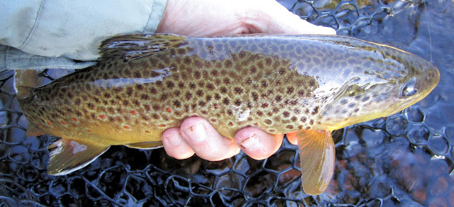 1+Nice+Roaring+Fork+River+Brown+with+Jay+Scott+Outdoors.jpg