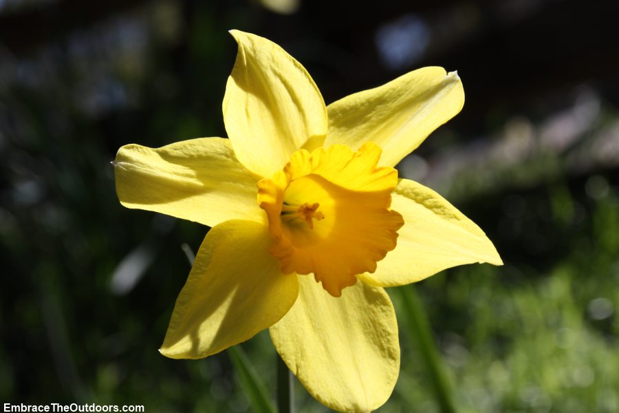 Embrace the Outdoors Daffodil Hill