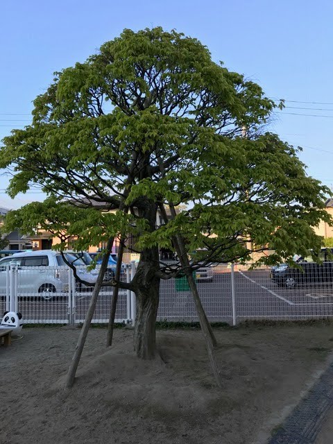 真宗大谷派 敬覚寺 敬愛保育園のソロの木