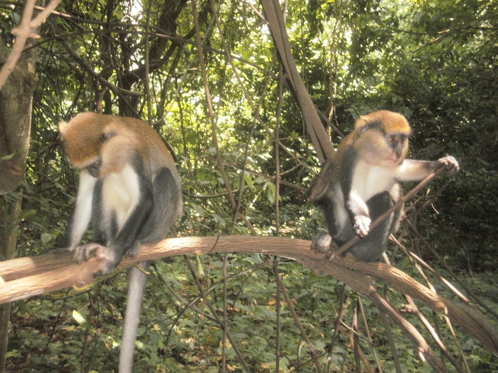 Gallivanting in Ghana Weekend 3 Monkey Sanctuary