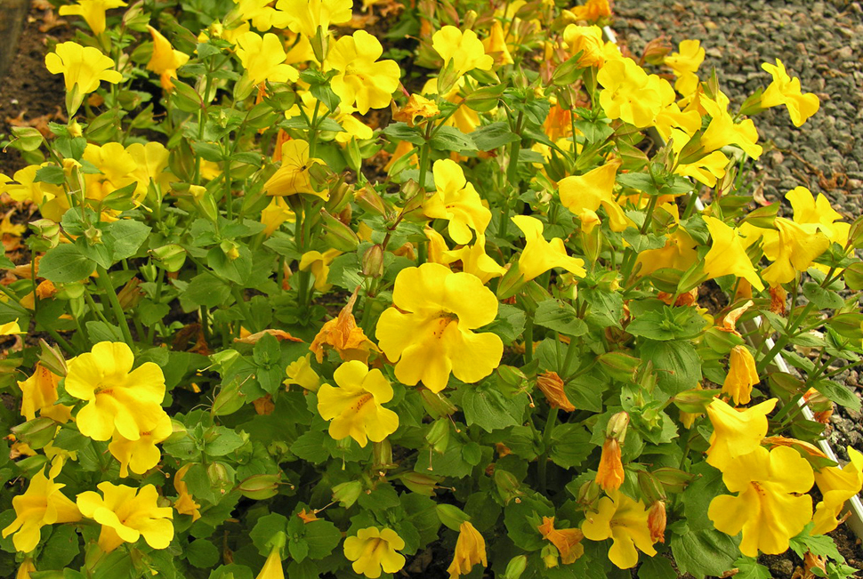 Mimulus; Monkeyflower