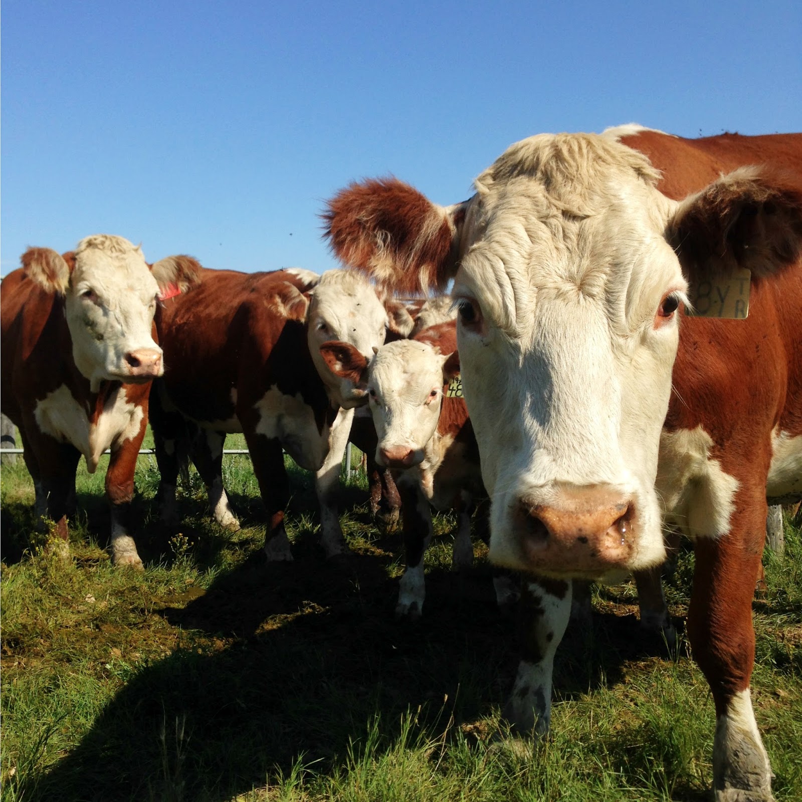 Farm to Fork Beef with Apples, Tomatoes and Herbs