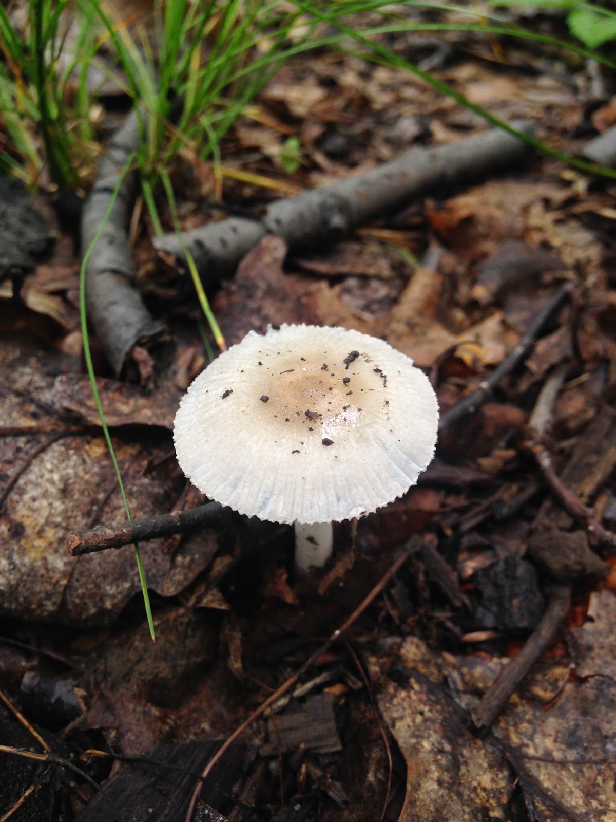 Nature Notes: Fungi type of day!