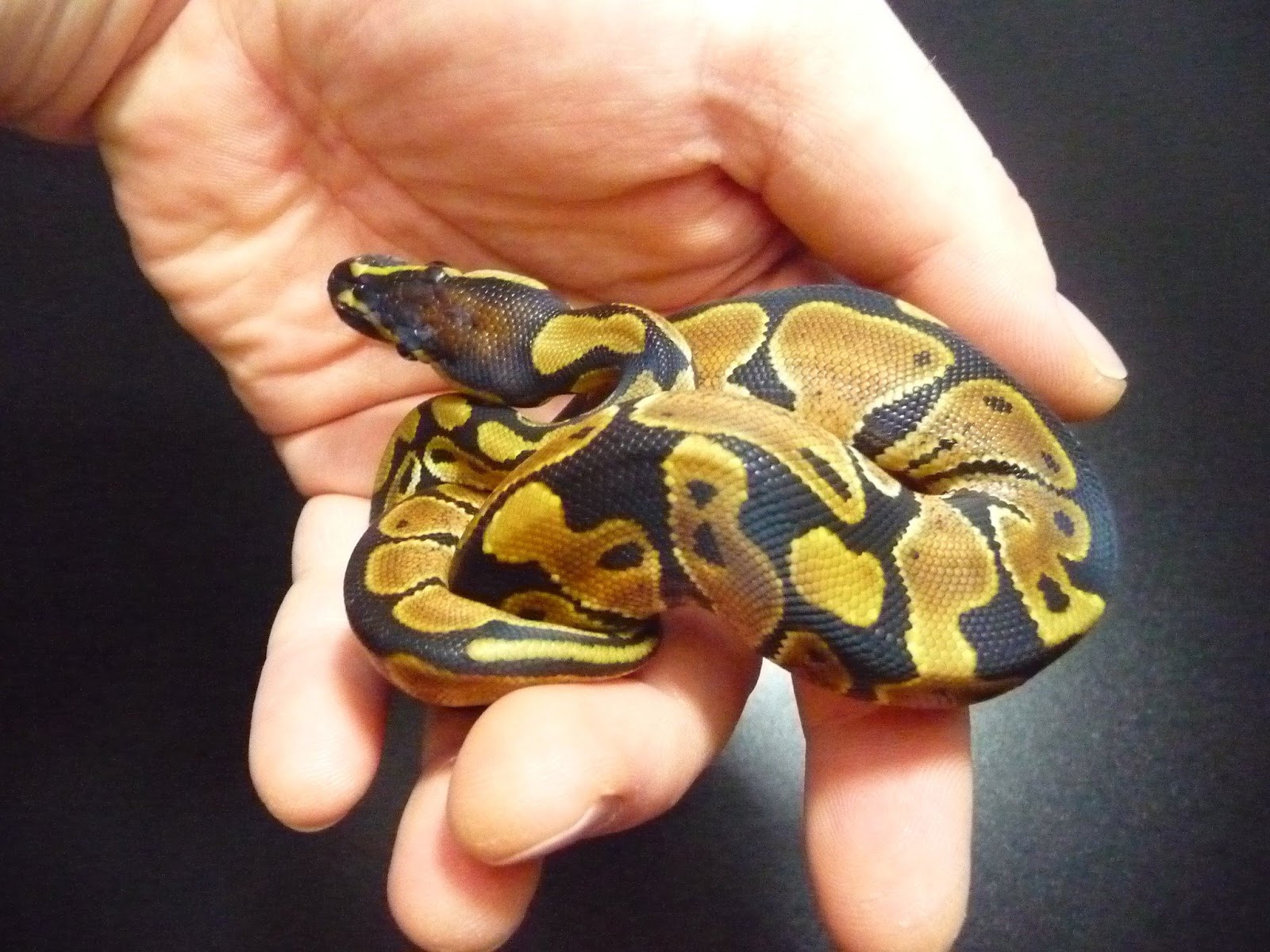 Constrictor Chile cria y venta de serpientes pitones bolas Santiago