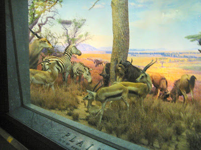 Diorama of African mamals at the American Museum of Natural History. 