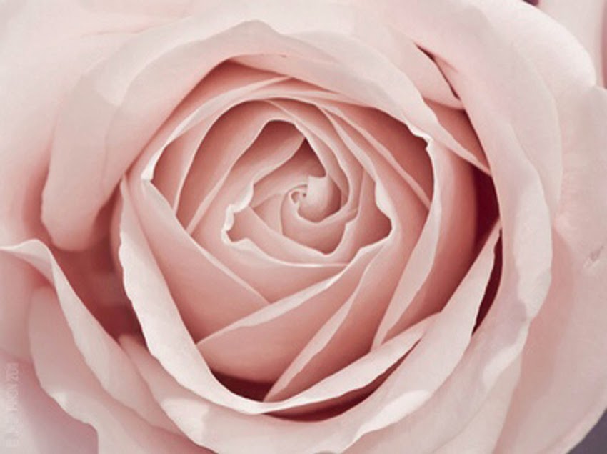 Sound of Sweet Lullabies-Flower-Rose-Pink-Inspiration