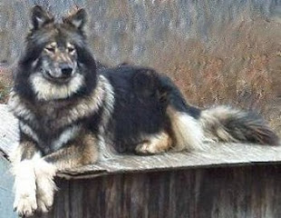inuit doggies
