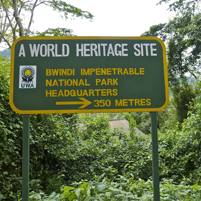 Der Bwindi Impenetrable National Park