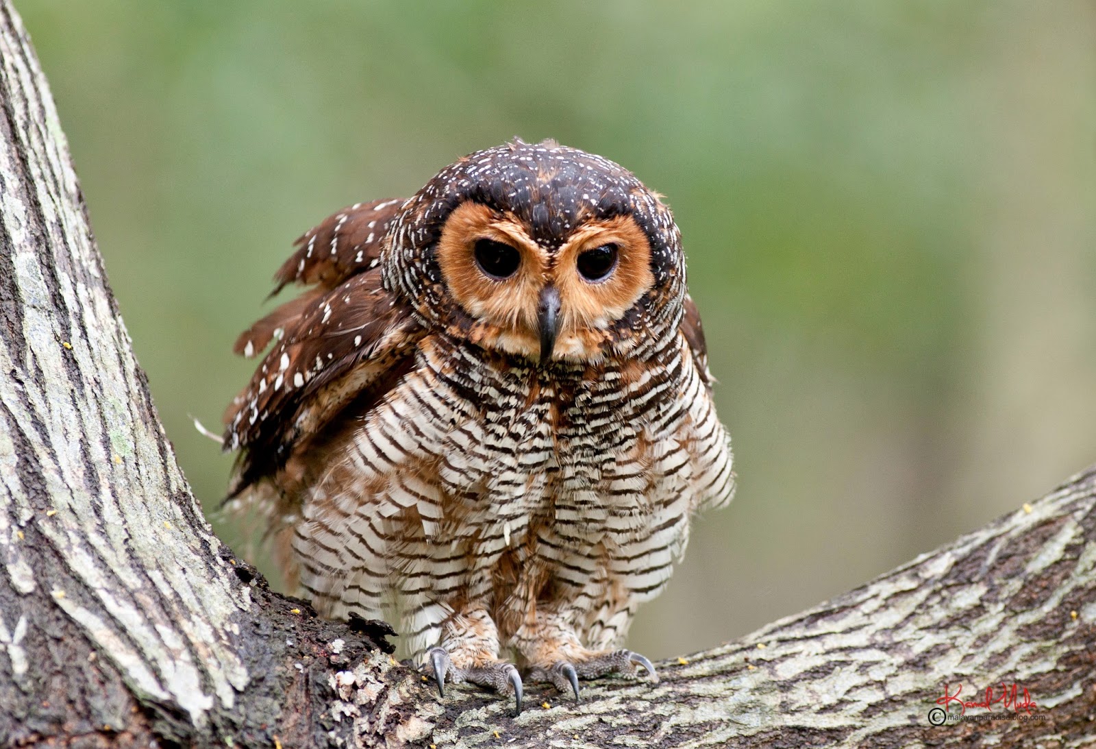 SOUTH EAST ASIA BIRDS Malaysia birds paradise The Spotted Wood Owl